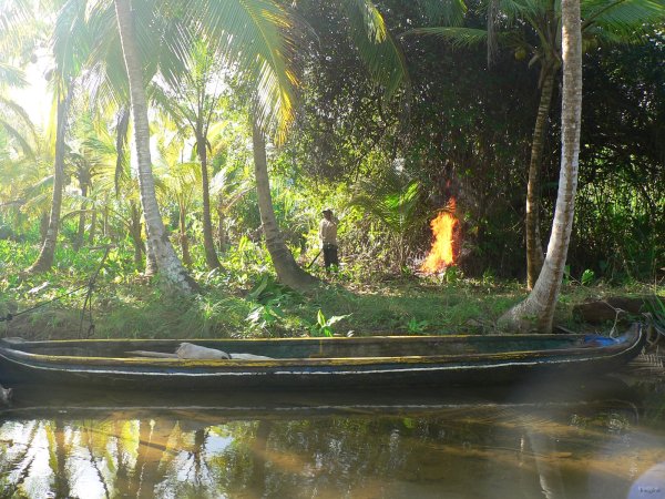 107- Kuna travaillant dans sa plantation 
